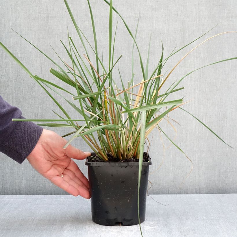 Spécimen de Pennisetum macrourum White Lancer - Herbe aux écouvillons Pot de 1,5L/2L tel que livré au printemps