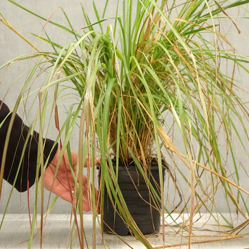 Spécimen de Pennisetum massaicum Red Bunny Tail Pot de 2L/3L tel que livré en automne