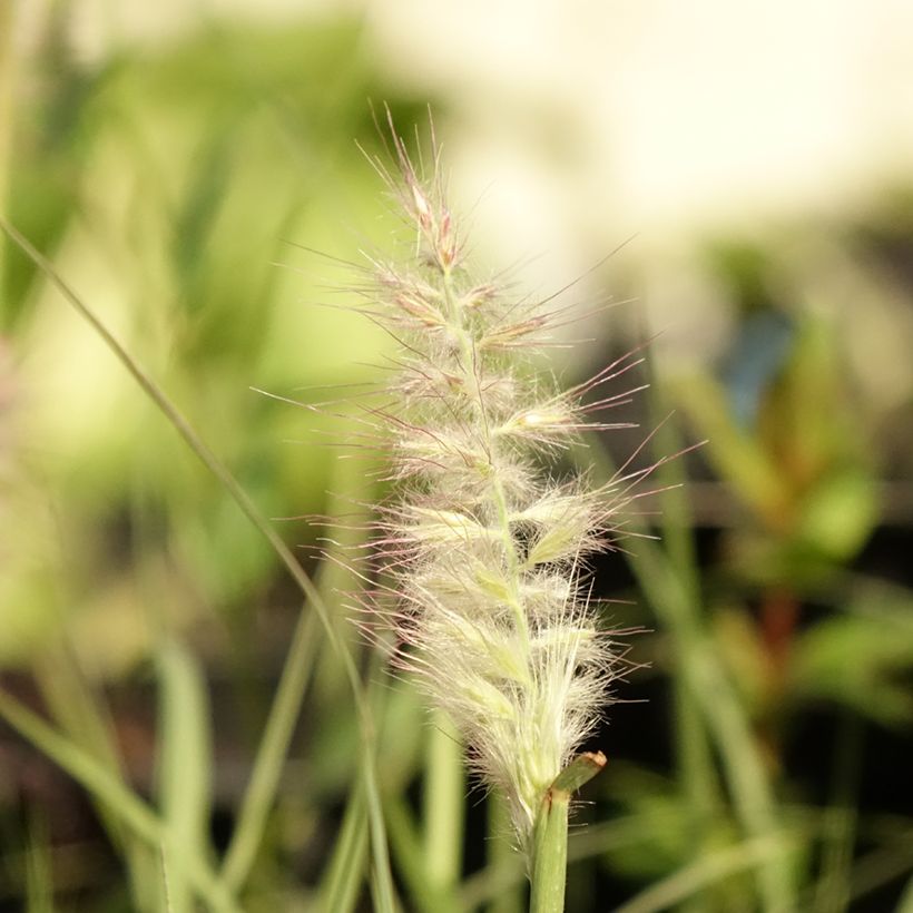 Pennisetum orientale JS Dance With Me - Herbe aux écouvillons (Floraison)