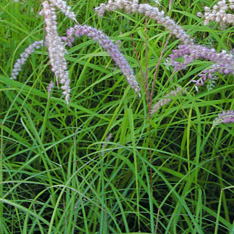 Pennisetum orientale Tall Tails - Herbe aux écouvillons blanc argenté (Feuillage)