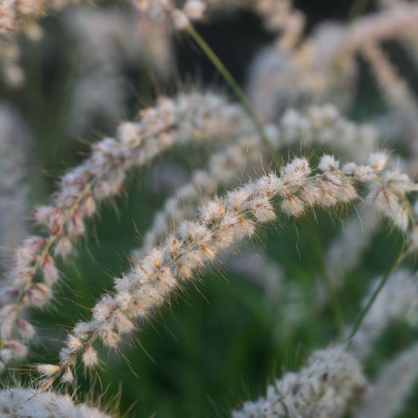 Pennisetum orientale Tall Tails - Herbe aux écouvillons blanc argenté (Floraison)