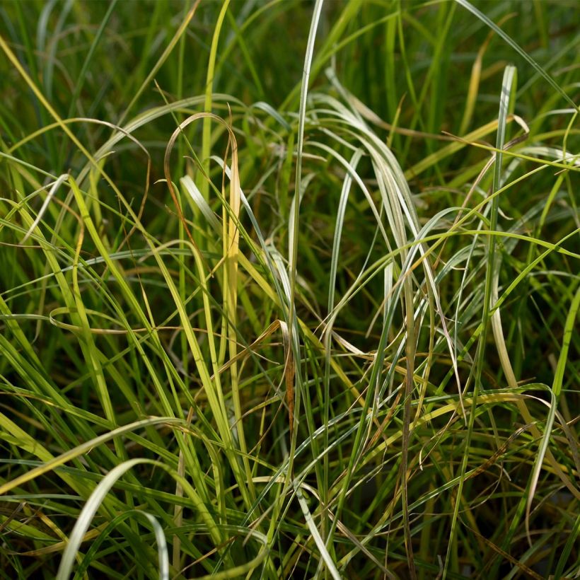 Pennisetum villosum - Herbe aux écouvillons (Foliage)