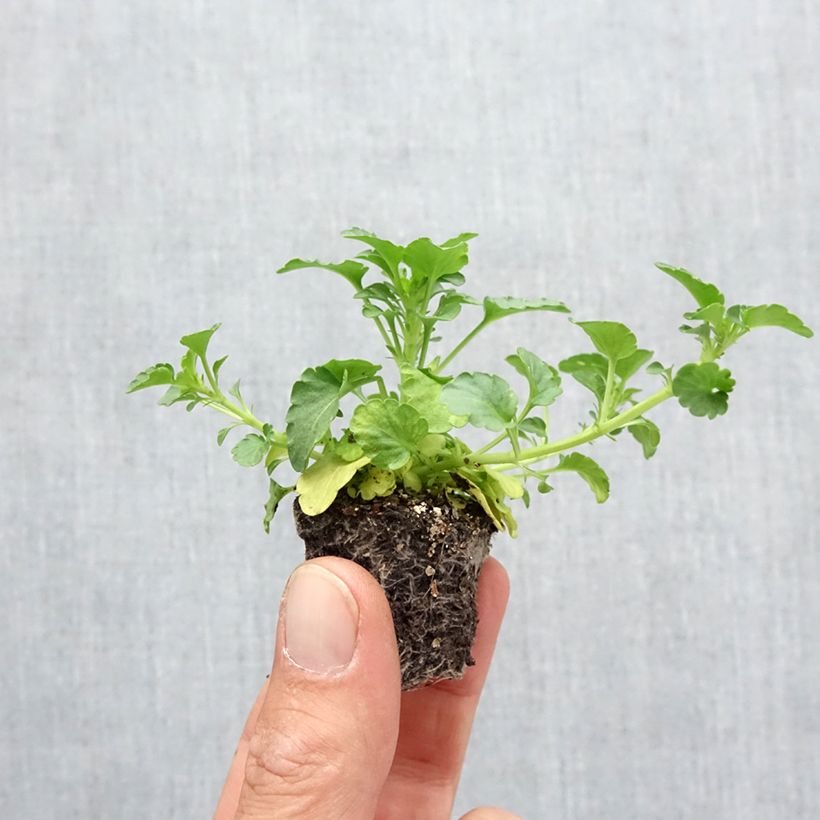 Spécimen de Pensée à fleurs moyennes Ultima Radiance en mélange Mini-motte Minimotte : motte 2,2 cm x 2 cm en plaque de culture par 35, Plant vert de 5 cm de haut environ tel que livré en automne