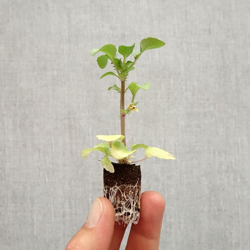 Spécimen de Pensée à grandes fleurs Ruffles Purple White Rim - Viola (x) wittrockiana Mini-motte Ø 1,5/2,5 cm tel que livré en automne