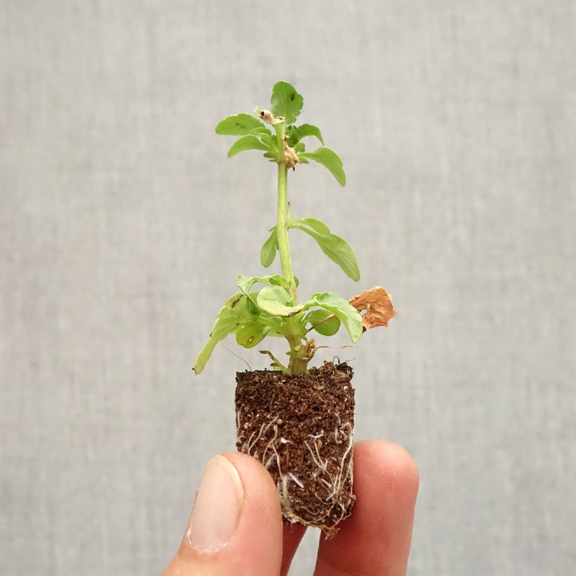 Spécimen de Pensée à grandes fleurs doubles Ruffles Dark Heart - Viola (x) wittrockiana  Mini-motte Ø 1,5/2,5 cm tel que livré en automne