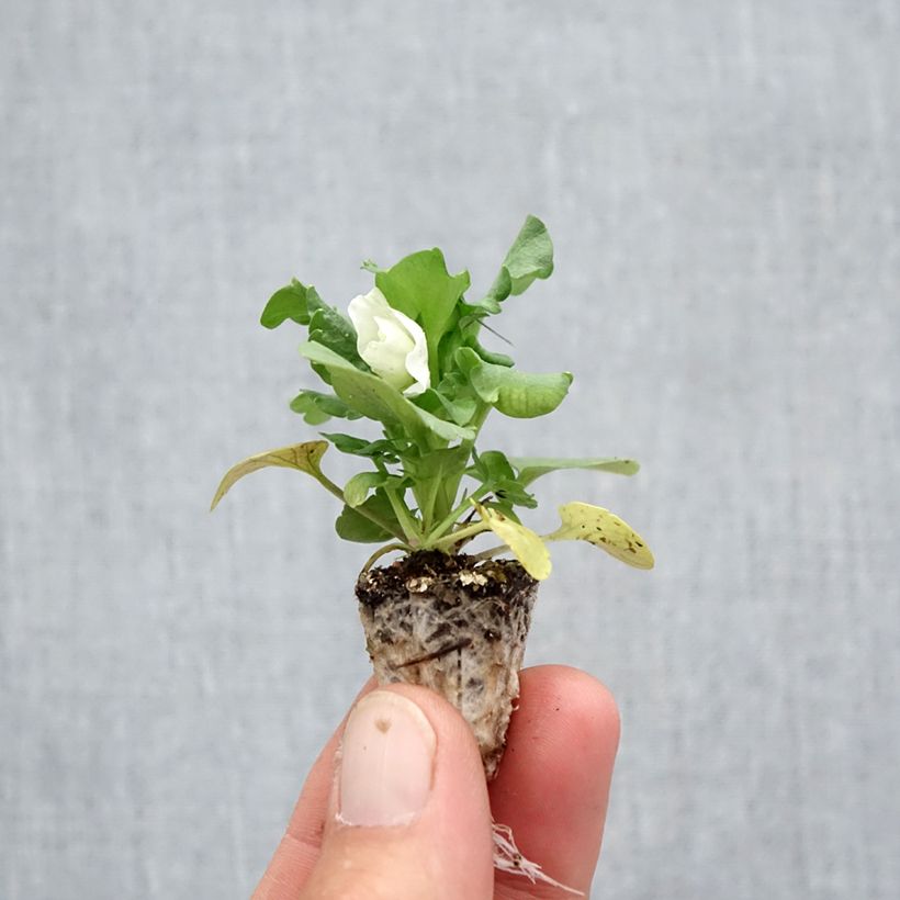 Example of Pensée Carrera White  Minimotte : motte 2,2 cm x 2 cm en plaque de culture par 35, Plant vert de 3 cm de haut environ as you get in automne