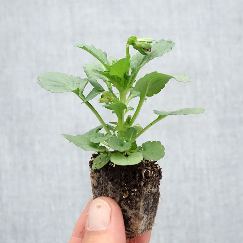 Spécimen de Pensée Carrera White Rose Blotch Mini-motte Jardimotte : motte 3,8 cm x 3,2 cm en plaque de culture par 16, Plant vert de 5 cm de haut environ tel que livré en automne