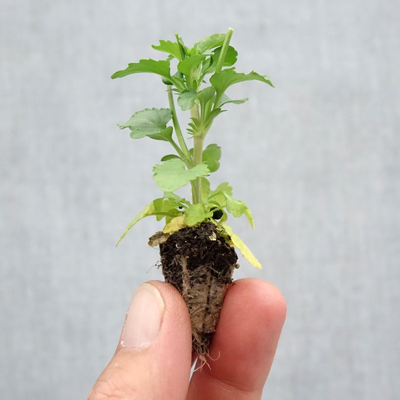 Spécimen de Pensée retombante Cool Wave® Mélange Mini-motte Minimotte : motte 2,2 cm x 2 cm en plaque de culture par 35, Plant vert de 3 cm de haut environ tel que livré en automne