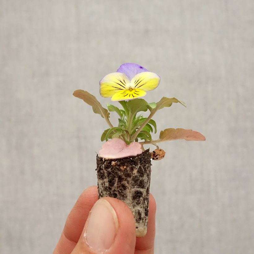 Spécimen de Pensée retombante Cool Wave Morpho Mini-motte Mini-motte Ø 1,5/2,5 cm, Plant vert de 3 à 5 cm de haut environ tel que livré en automne