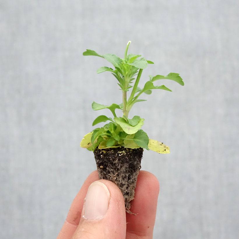 Example of Pensée retombante Cool Wave Yellow mini-mottes Minimotte : motte 2,2 cm x 2 cm en plaque de culture par 35, Plant vert de 3 cm de haut environ as you get in automne