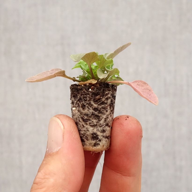 Spécimen de Pensée retombante STRAWBERRY SWIRL Mini-motte Mini-motte Ø 3/4 cm, Plant vert de 3 cm de haut environ tel que livré en automne