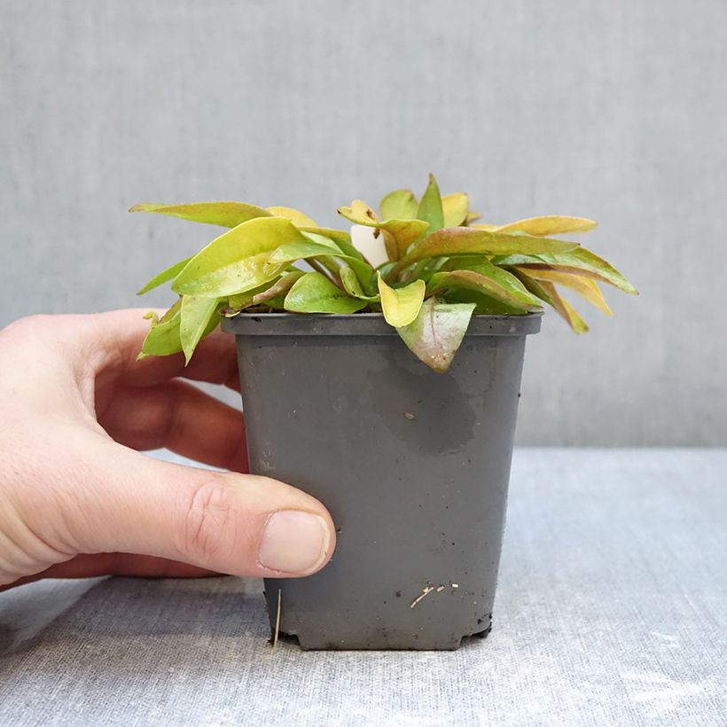 Example of Penstemon digitalis Goldfinger - Galane Godet de 7/8 cm as you get in hiver