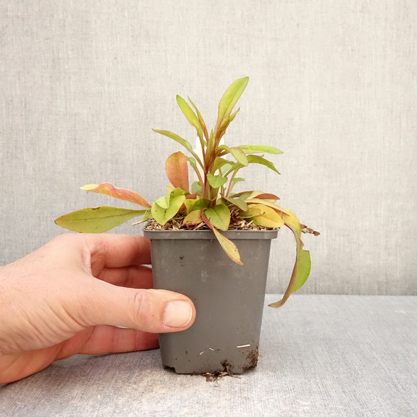 Spécimen de Penstemon digitalis Goldfinger - Galane Godet de 7/8 cm tel que livré au printemps
