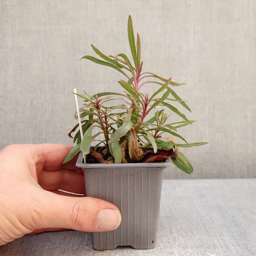 Spécimen de Penstemon heterophyllus Blue Spring - Galane Godet de 8/9 cm tel que livré en hiver