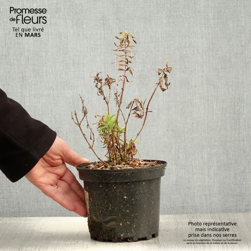 Spécimen de Penstemon Hewell Pink Bedder - Galane Pot de 2L/3L tel que livré au printemps