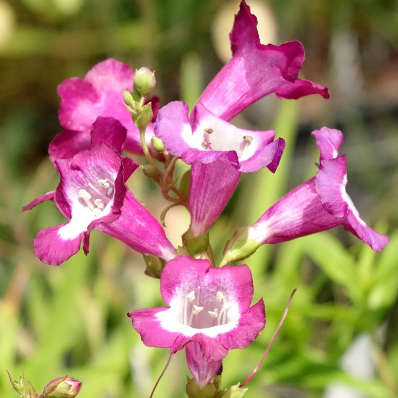 Penstemon hybride Gloire des Quatre Rues - Galane (Floraison)