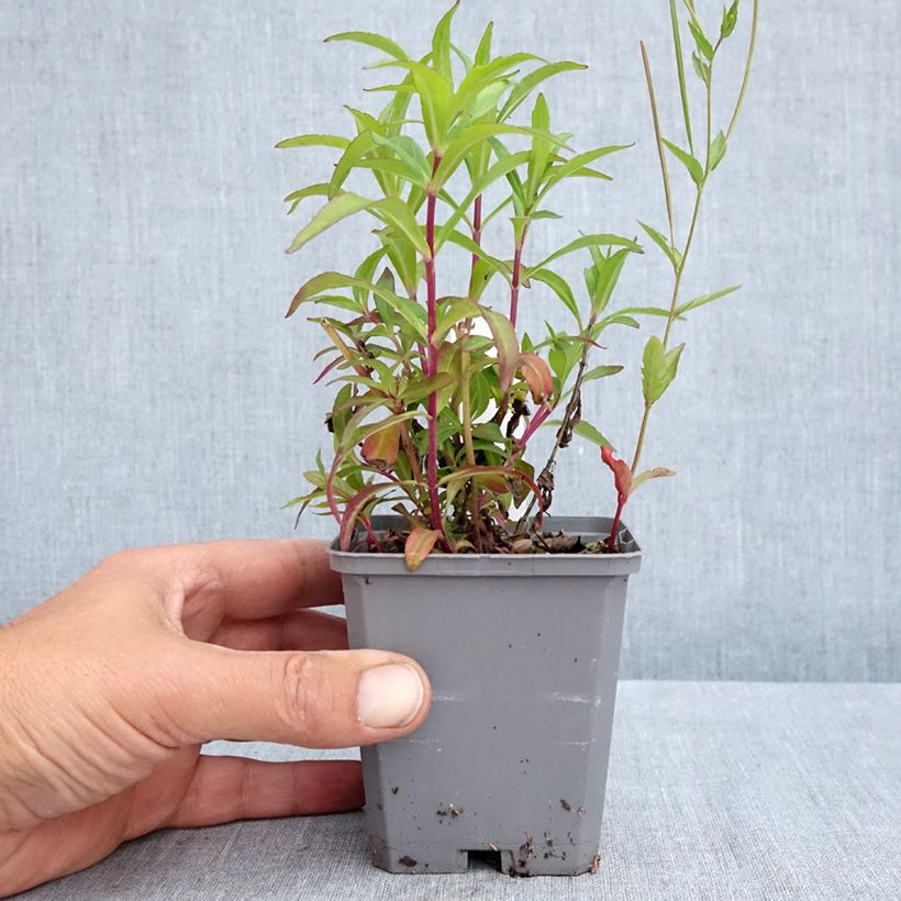 Spécimen de Penstemon hybride Sour Grapes - Galane Godet de 8/9 cm tel que livré au printemps