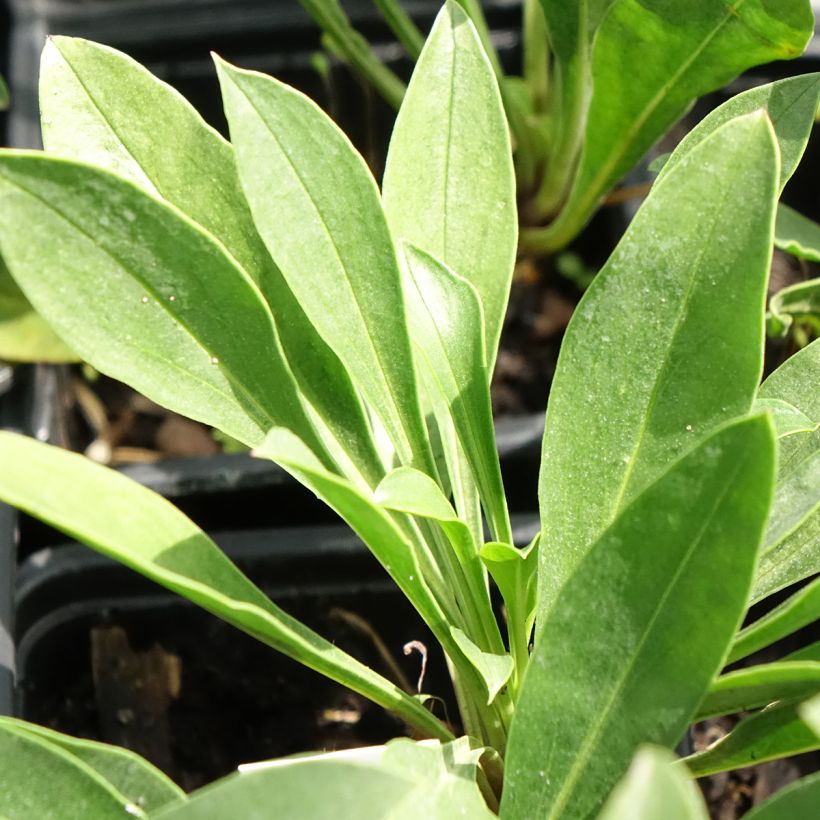 Penstemon mensarum - Galane (Feuillage)
