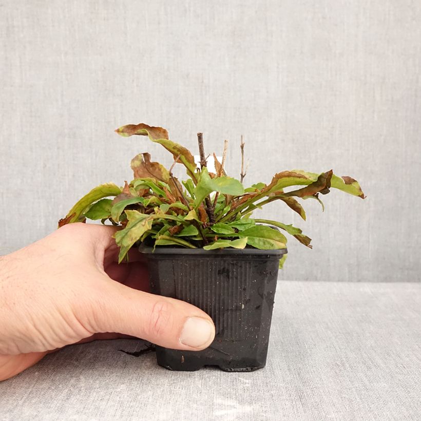 Spécimen de Penstemon Nova Pearl - Galane Godet de 8/9 cm tel que livré en automne