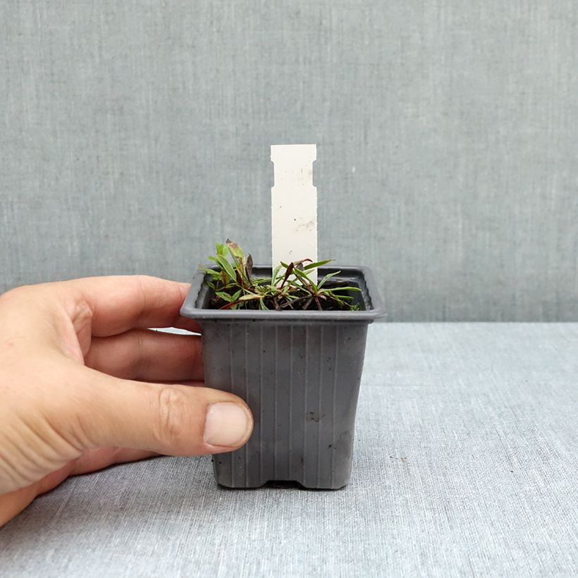 Spécimen de Penstemon virens - Galane Godet de 8/9 cm tel que livré en été