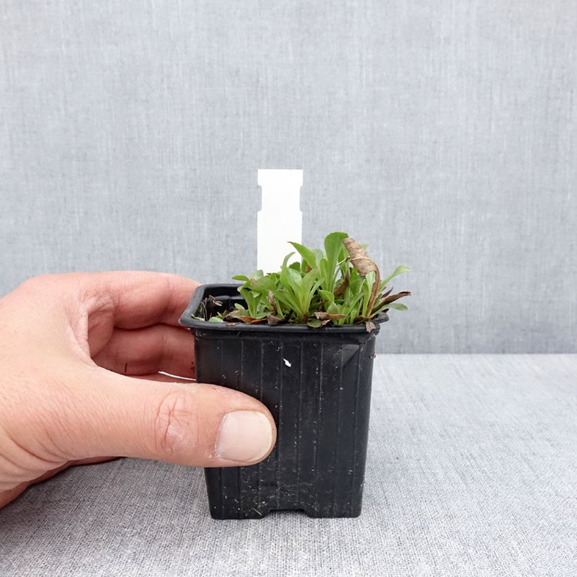 Spécimen de Penstemon virens - Galane Godet de 8/9 cm tel que livré au printemps