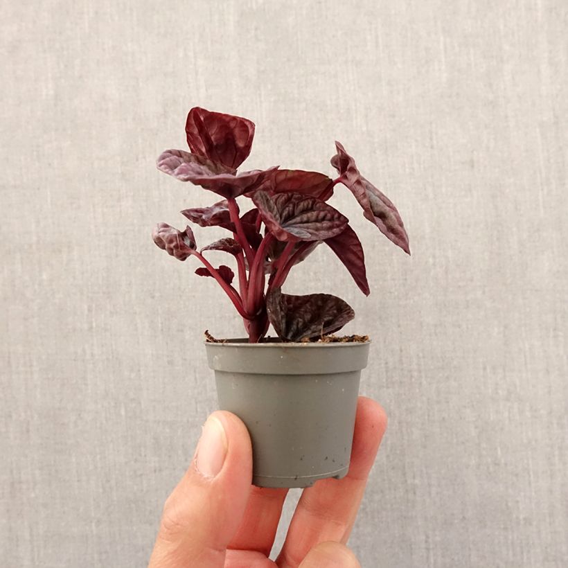 Spécimen de Peperomia caperata Luna Mini-plante tel que livré au printemps