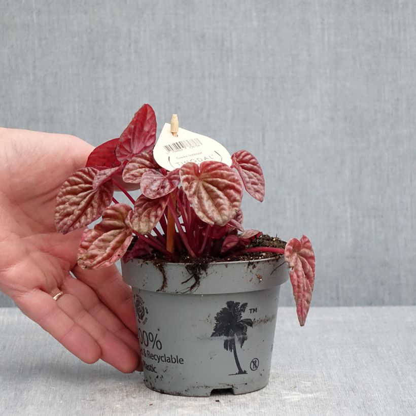 Example of Peperomia caperata Quito Pot de 12 cm / 13 cm as you get in printemps
