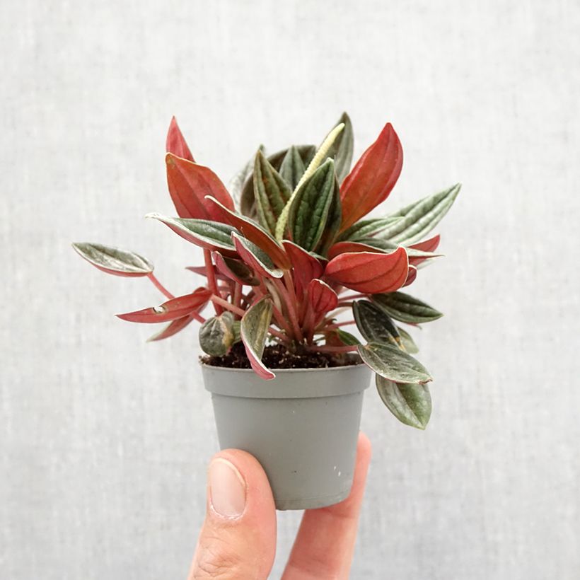Spécimen de Peperomia caperata Rosso Mini-plante tel que livré au printemps