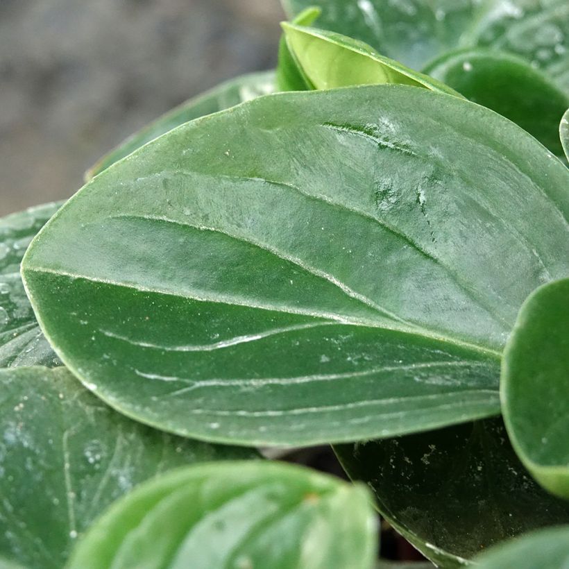 Peperomia clusiifolia Red Margin (Feuillage)