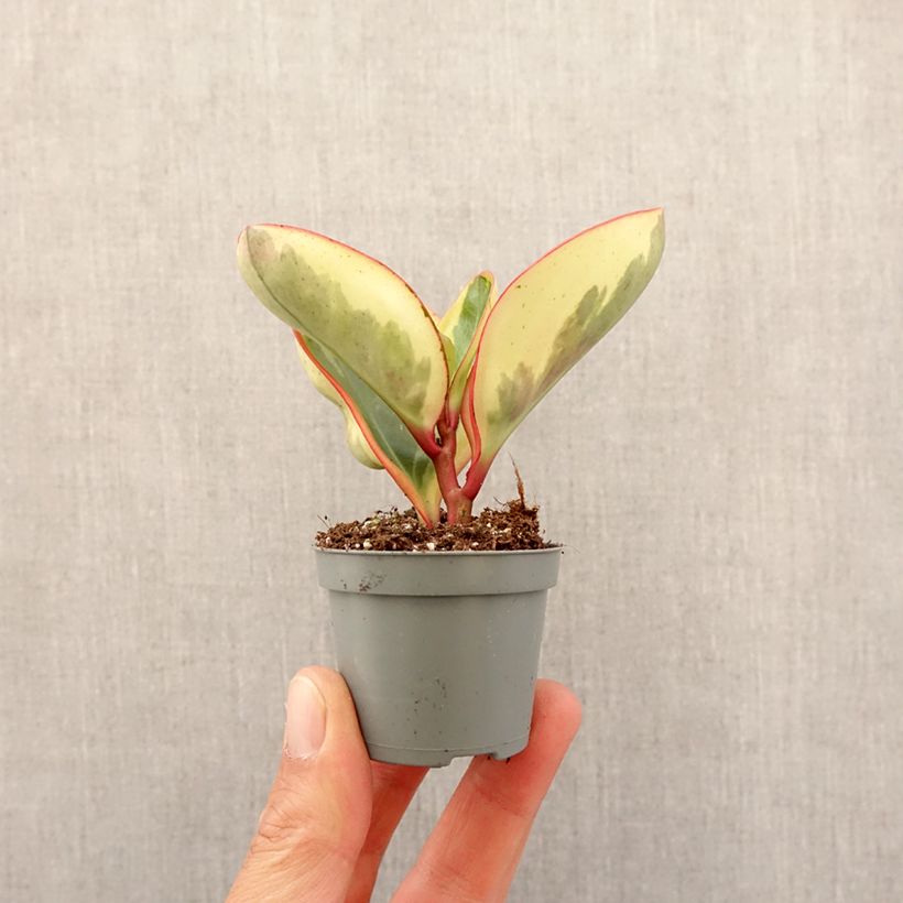 Example of Peperomia clusiifolia Red Margin Mini-plante as you get in printemps