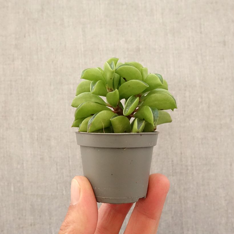 Example of Peperomia Fire Sparks Mini-plante as you get in printemps