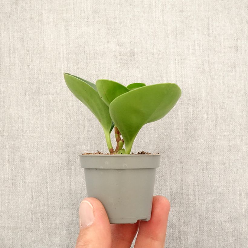 Spécimen de Peperomia obtusifolia Green Mini-plante tel que livré au printemps