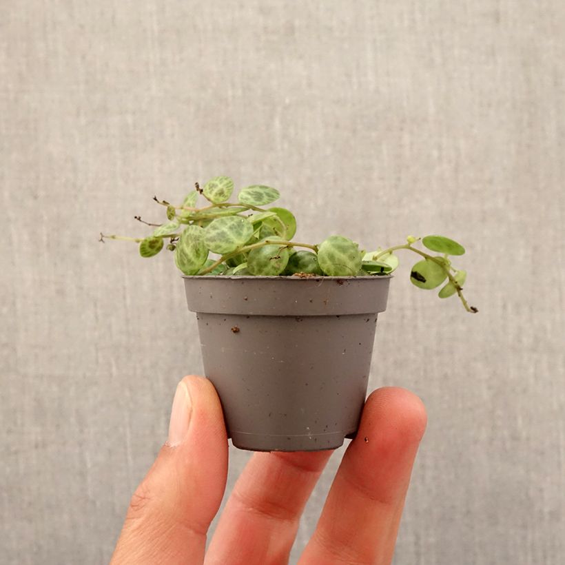 Spécimen de Peperomia prostrata Mini-plante tel que livré au printemps