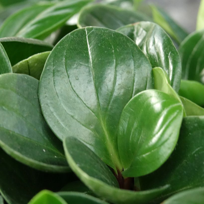 Peperomia Red Canyon (Feuillage)