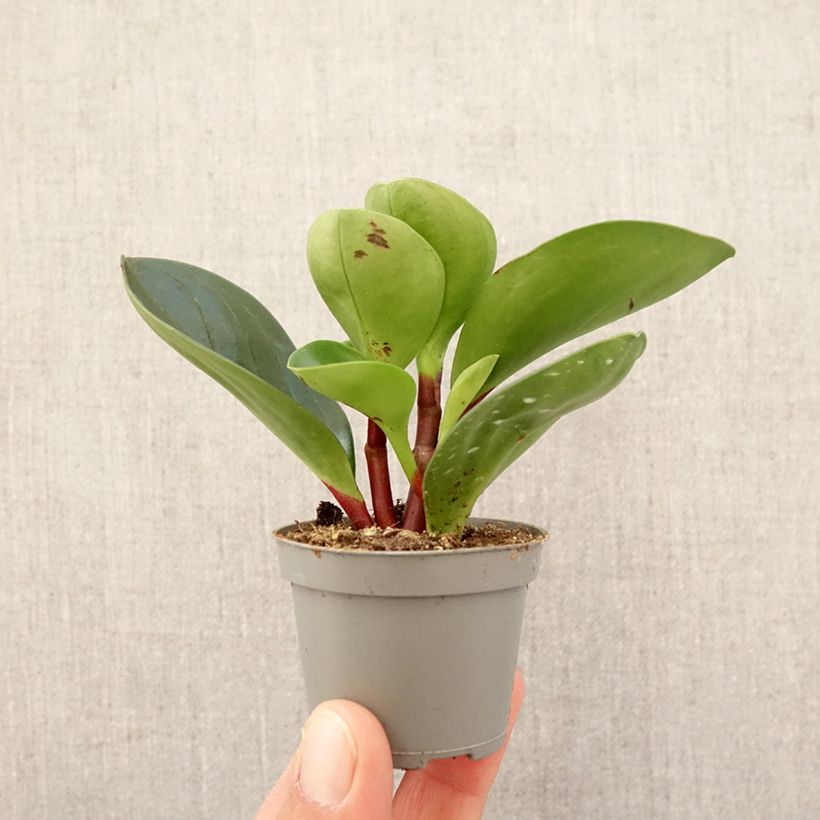Spécimen de Peperomia Red Canyon Mini-plante tel que livré au printemps