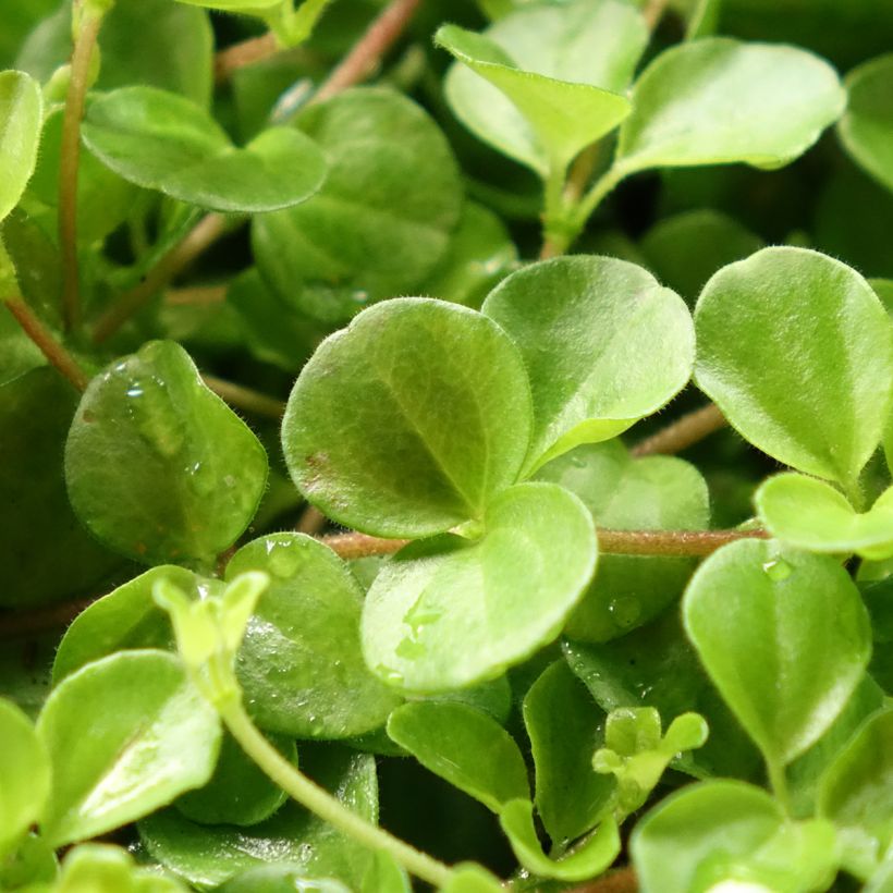 Peperomia rotundifolia (Feuillage)