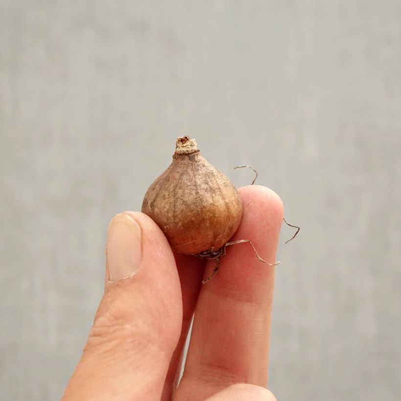 Spécimen de Perce-neige double - Galanthus nivalis Blewbury Tart Bulbe calibre 5+ tel que livré au printemps