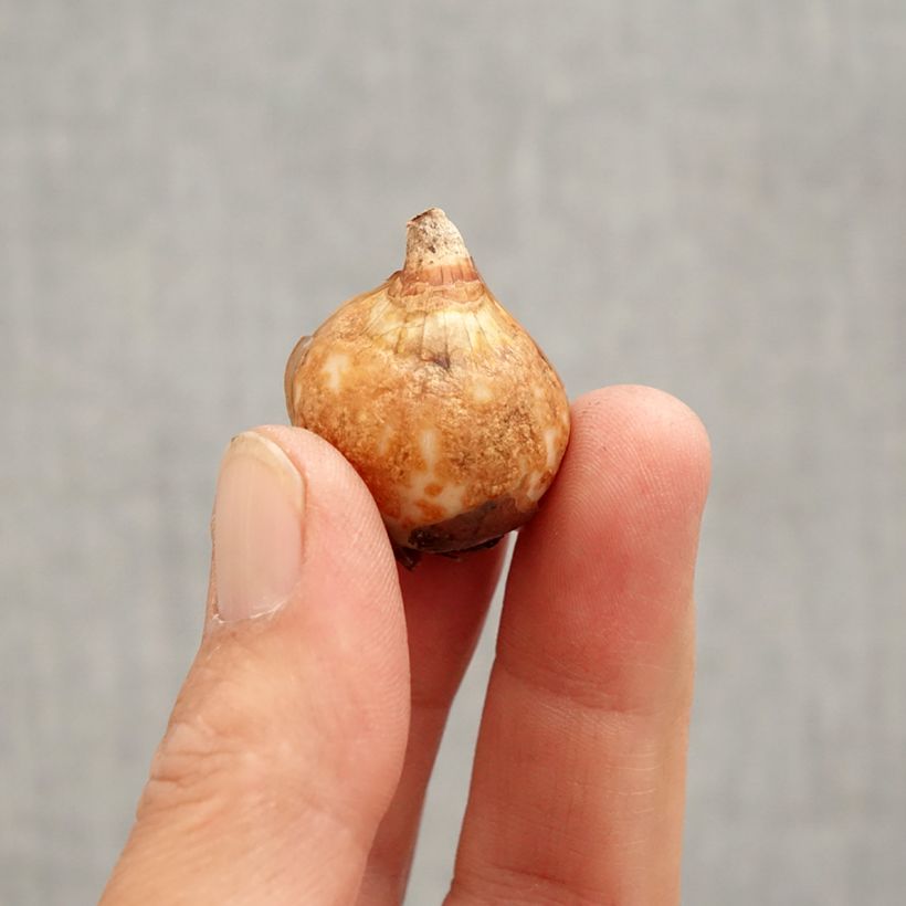 Example of Perce-neige double - Galanthus nivalis Dionysus Bulbe calibre 6+ as you get in printemps