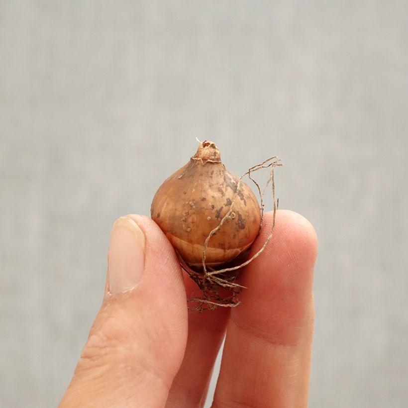 Example of Perce-neige - Galanthus elwesii Bulbe calibre 4/4,5 as you get in printemps