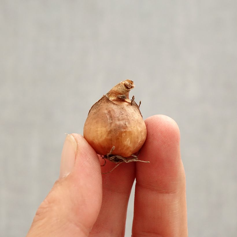 Example of Perce-neige - Galanthus nivalis S. Arnott Bulbe calibre 5+ as you get in printemps