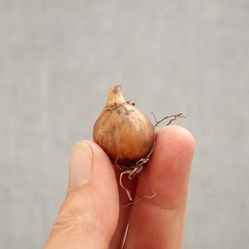 Example of Perce-neige - Galanthus nivalis Viridi-Apice Bulbe calibre 5+ as you get in printemps