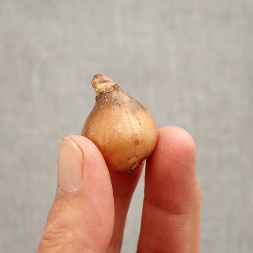 Example of Perce-neige - Galanthus Primrose Warburg Bulbe calibre 6+ as you get in printemps