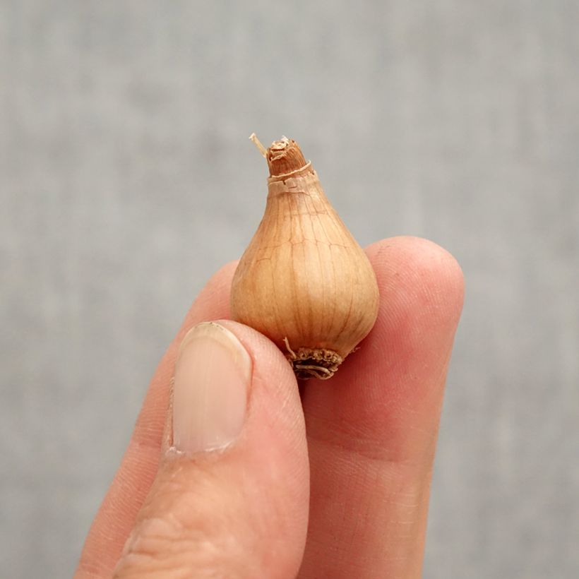 Example of Perce-neige - Galanthus woronowii Bulbe calibre 7+ as you get in printemps