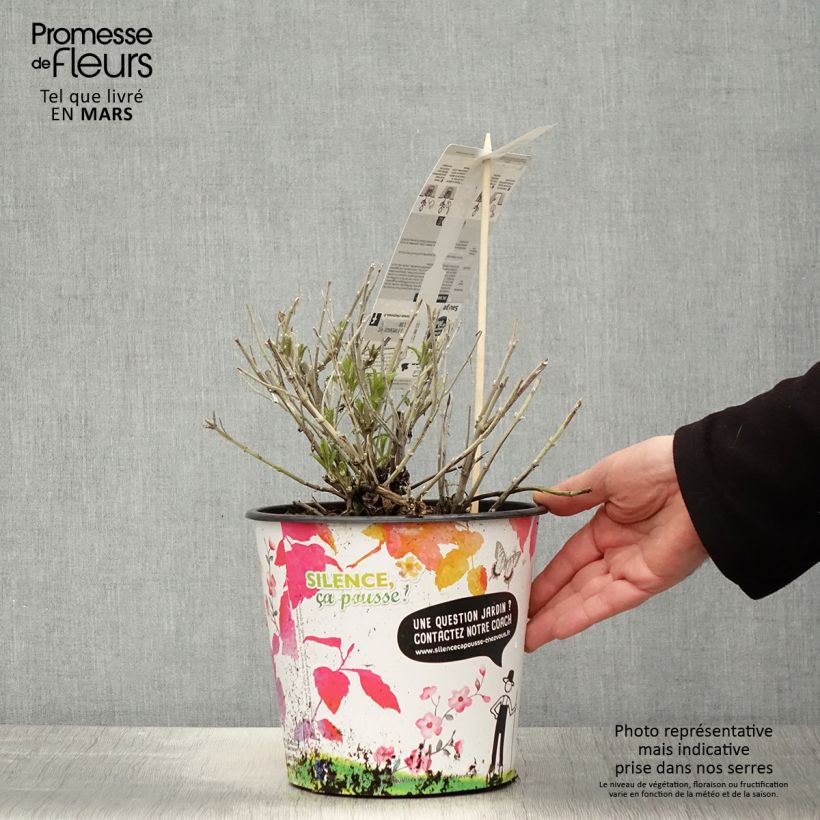 Example of Perovskia atriplicifolia Blue Spire - Sauge de Sibérie Pot de 4L/5L as you get in printemps