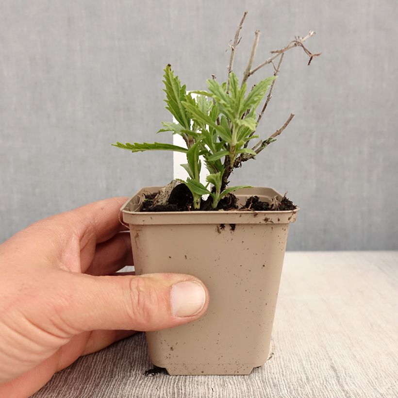 Spécimen de Perovskia atriplicifolia Lacey Blue Godet de 8/9 cm tel que livré au printemps