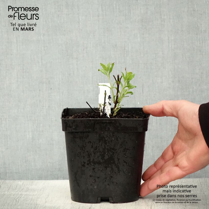 Spécimen de Perovskia atriplicifolia Little Spire - Sauge d'Afghanistan compacte Pot de 2L/3L tel que livré au printemps