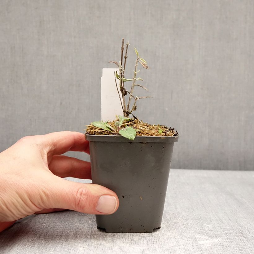 Example of Perovskia atriplicifolia Prime time - Sauge d'Afghanistan Godet de 7/8 cm as you get in hiver