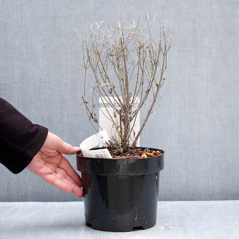 Example of Perovskia atriplicifolia Prime time - Sauge d'Afghanistan Pot de 3L/4L as you get in hiver