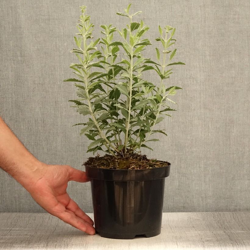 Spécimen de Perovskia Silvery Blue - Sauge d'Afghanistan Pot de 1,5L/2L tel que livré en été