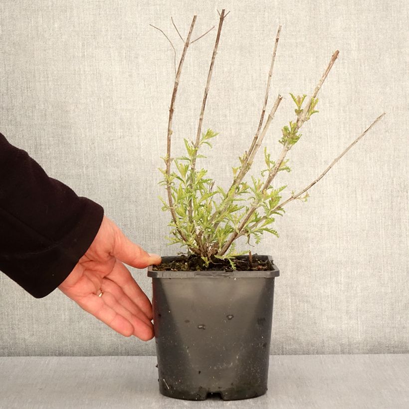 Spécimen de Perovskia Silvery Blue - Sauge d'Afghanistan Pot de 1,5L/2L tel que livré au printemps